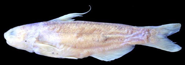 Cetopsis gobioides
