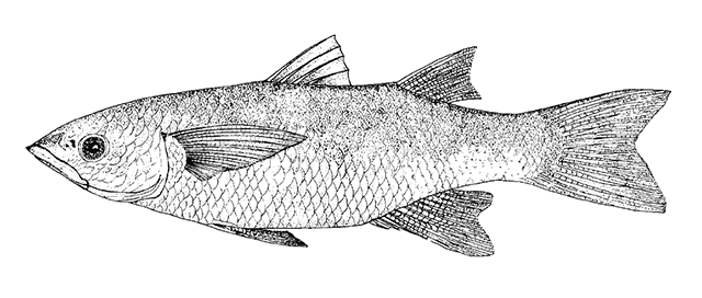 Cestraeus goldiei