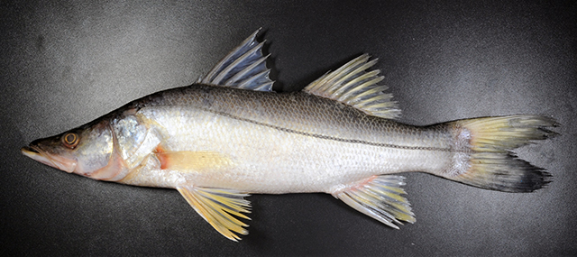 Centropomus irae