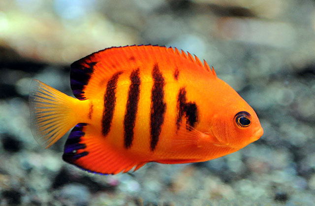 Centropyge loriculus