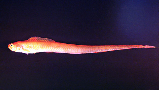 Cemac_u0.jpg