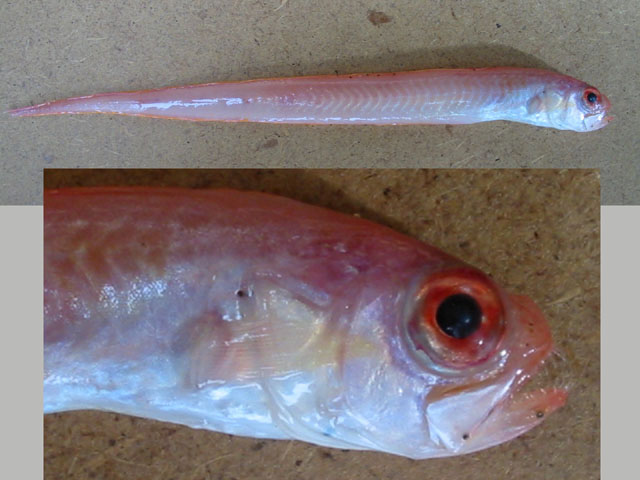 Cemac_u6.jpg