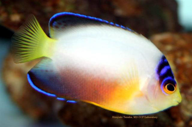 Centropyge multicolor