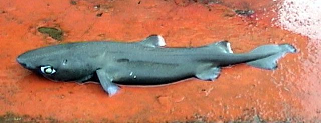 Centroscyllium nigrum