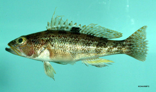 Centropristis philadelphica