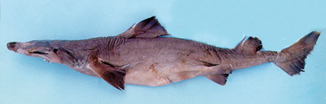 Centrophorus seychellorum