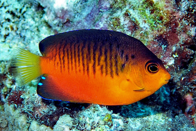 Centropyge shepardi