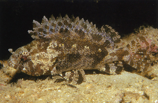 Centrogenys vaigiensis