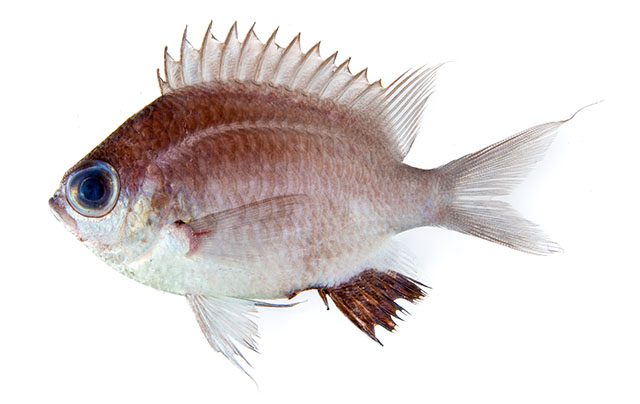 Chromis abadhah