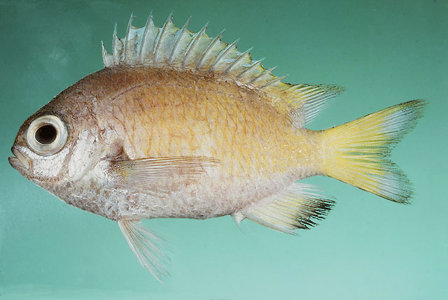 Chromis abyssicola
