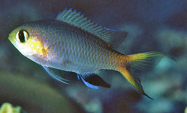 Pycnochromis acares