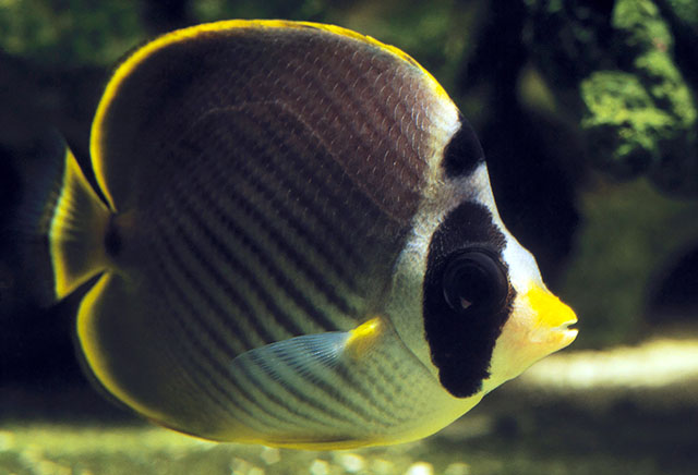 Chaetodon adiergastos