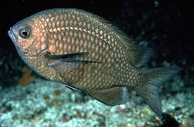 Chromis albomaculata