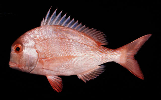 Chrysoblephus anglicus