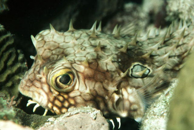 Chilomycterus antillarum