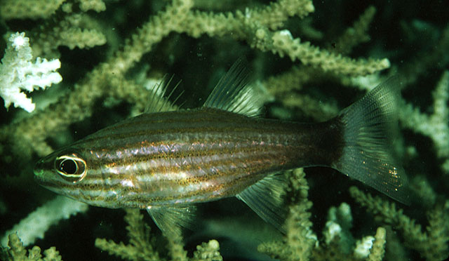 Cheilodipterus artus