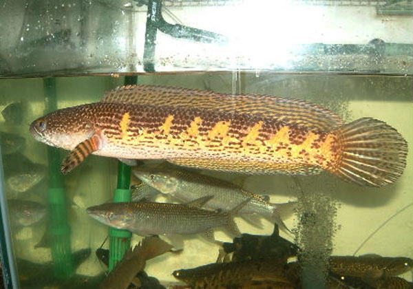 Channa aurantimaculata
