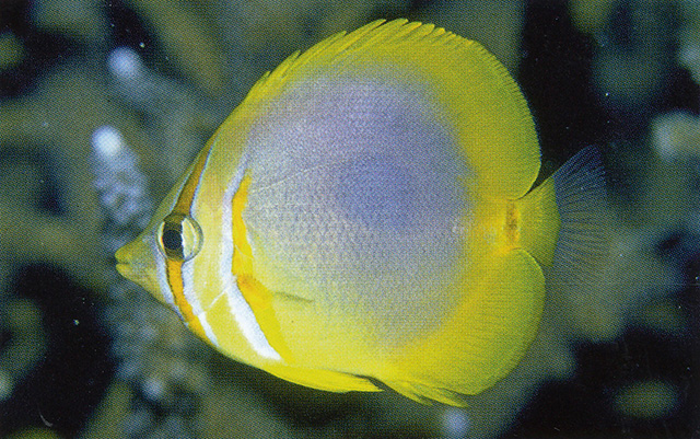 Chaetodon aureofasciatus