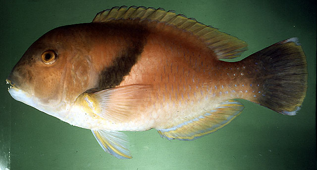 Choerodon azurio