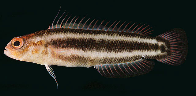 Chlidichthys bibulus