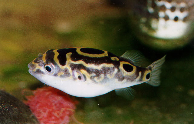 Dichotomyctere ocellatus