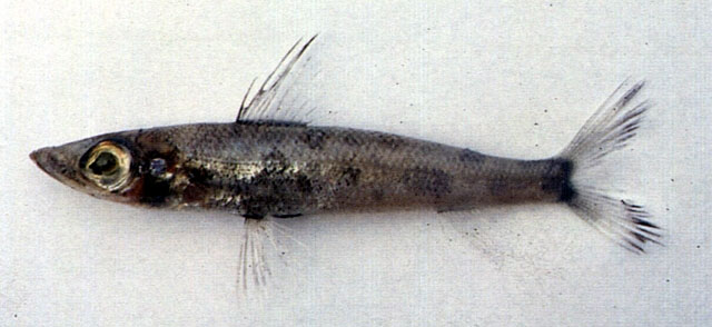 Chlorophthalmus borealis
