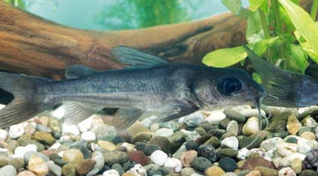 Chrysichthys brevibarbis
