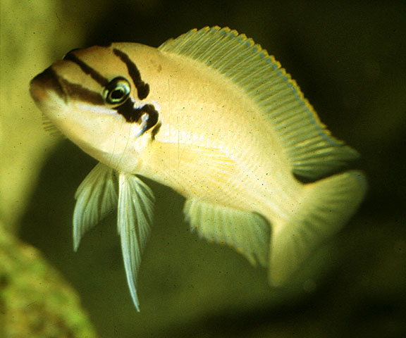 Chalinochromis brichardi