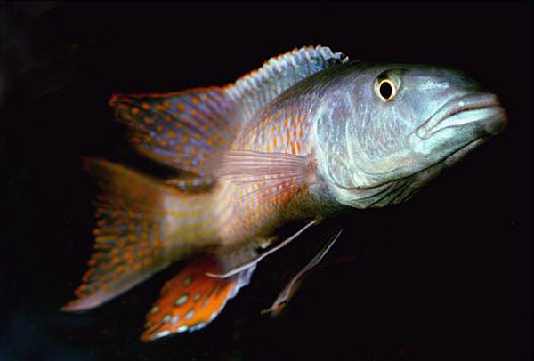 Champsochromis caeruleus