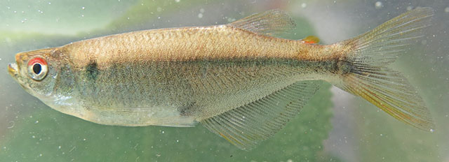 Chrysobrycon calamar