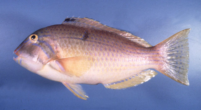Choerodon cauteroma