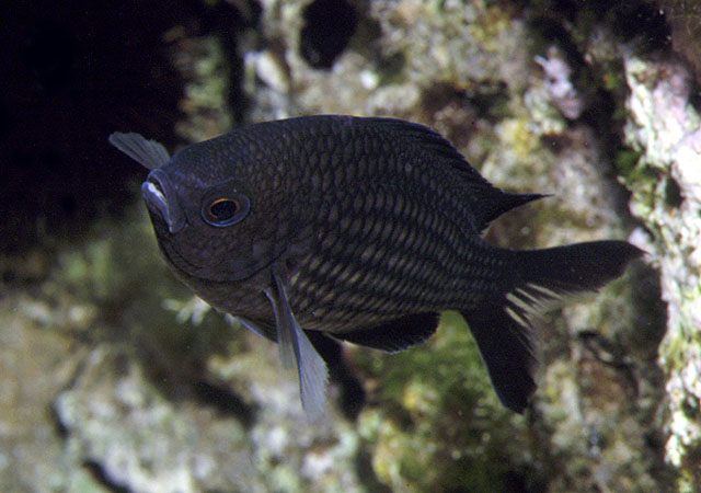 Chromis chromis