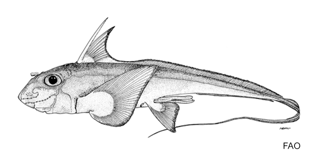 Chimaera cubana