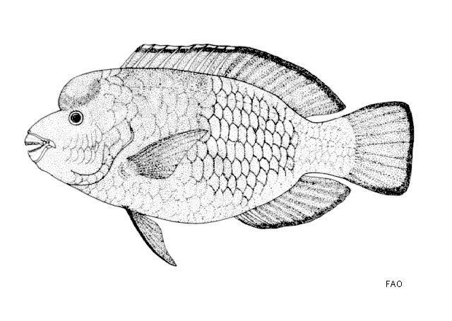 Chlorurus cyanescens