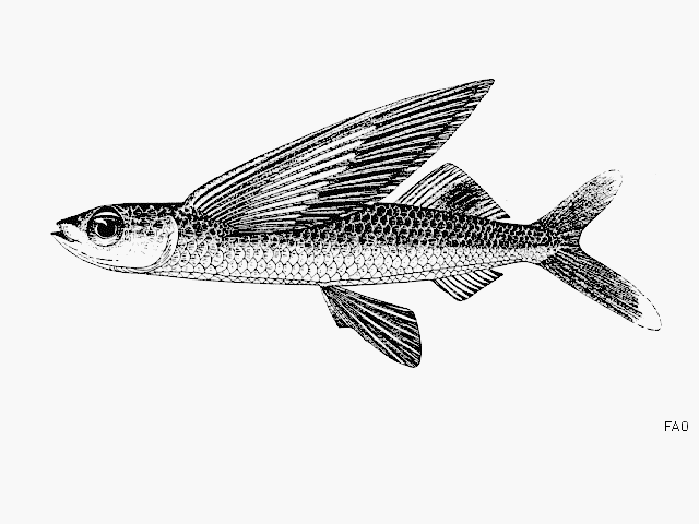 Cheilopogon dorsomacula