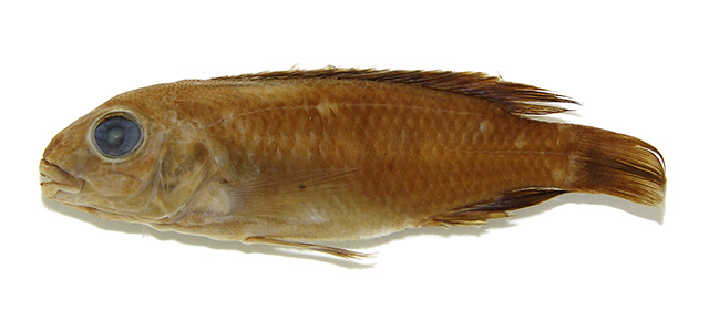 Chindongo elongatus