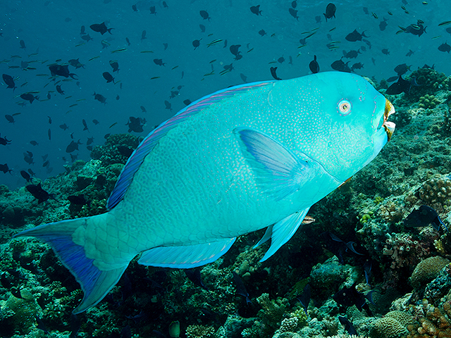 Chlorurus enneacanthus