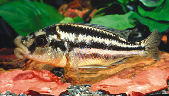 Cheilochromis euchilus