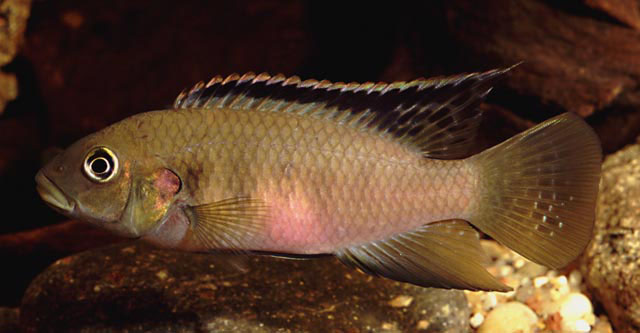 Benitochromis nigrodorsalis
