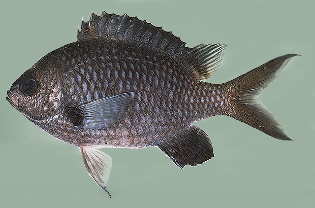 Chromis flavomaculata