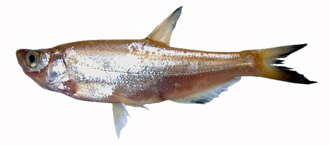 Culter flavipinnis