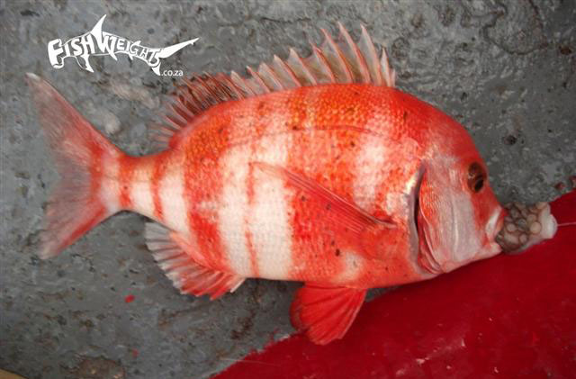 Chrysoblephus gibbiceps