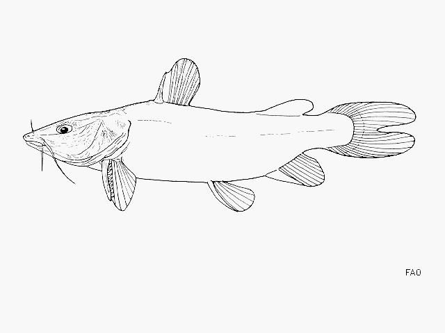 Bathybagrus graueri