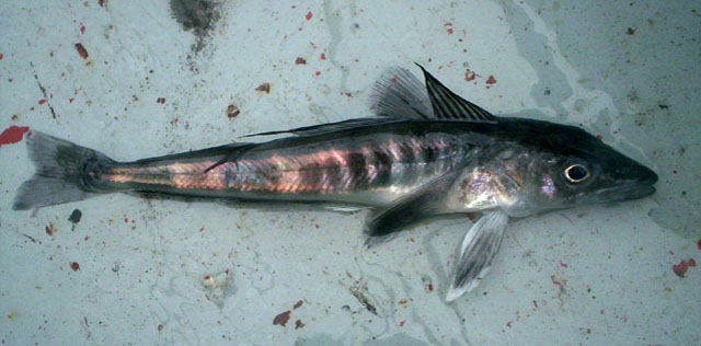 Champsocephalus gunnari