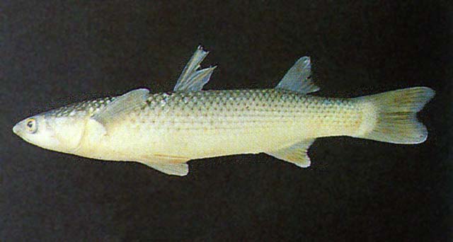 Planiliza haematocheilus