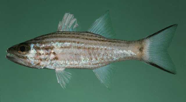 Cheilodipterus intermedius