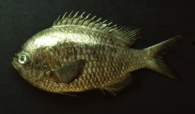 Azurina intercrusma
