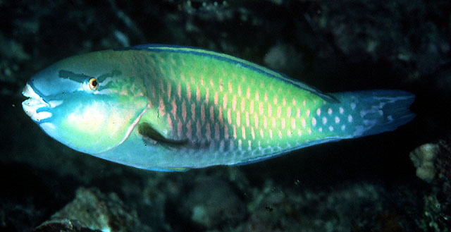 Chlorurus japanensis