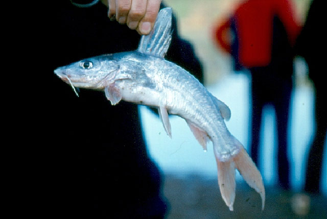 Chrysichthys johnelsi
