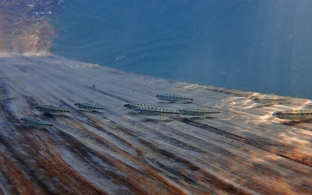 Characidium laterale
